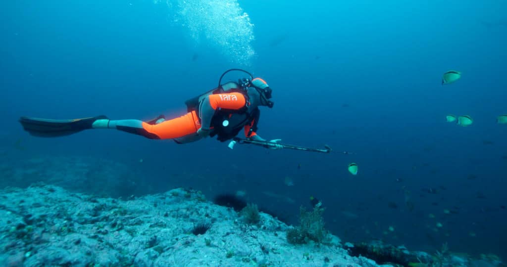 credits-david-hannan-oceanarkalliance-_tara-expeditions-foundation-plongeur-shark-tagging-malpelo