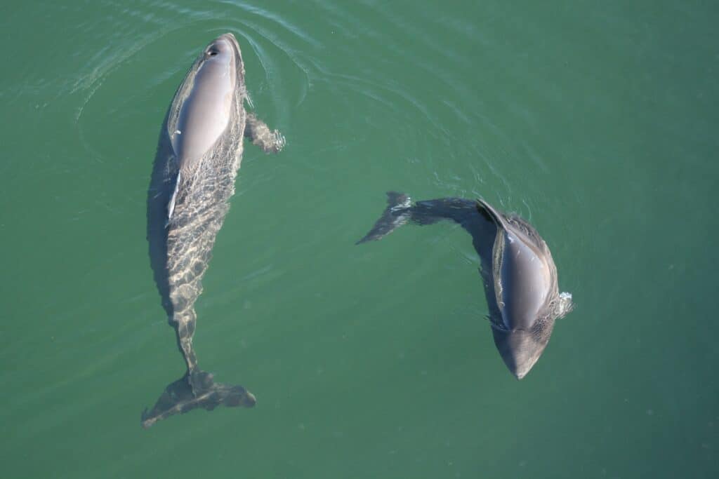 The Baltic harbour porpoise